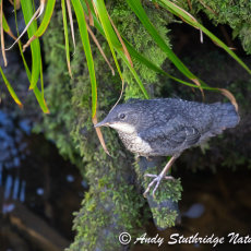 Newly Fledged Dipper