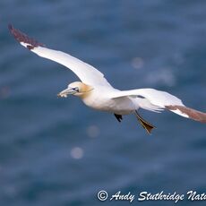 Gannet in Flight with Nesting Material