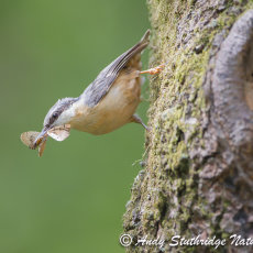 Nuthatch Bringing Food to Nest
