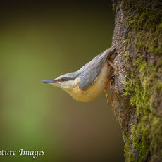 Nuthatch leaving its Nest