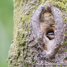 Nuthatch Looking Out of Nest Hole