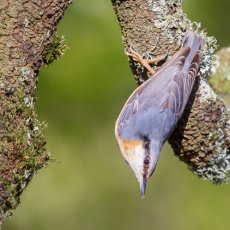 Nuthatch Acrobat