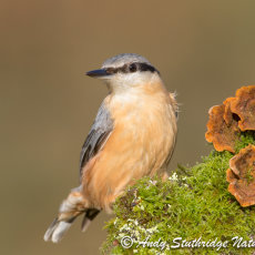 Nuthatch & Funghi