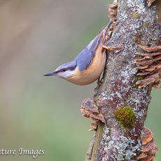 Nuthatch on Dead Tree