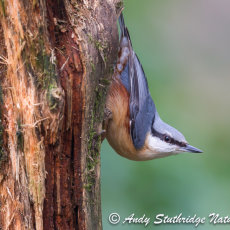 Nuthatch Classic Pose on Dead Tree