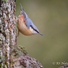 Nuthatch