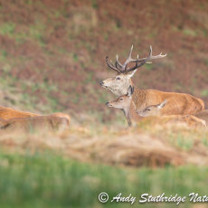 Red Deer on the Move