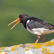 Oystercatcher Calling -2