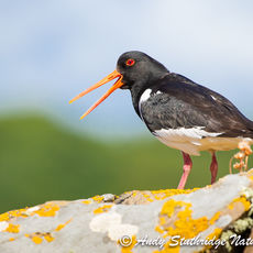 Oystercatcher Calling