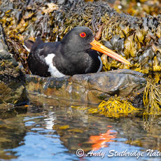 Oystercatcher at the Waters Edge