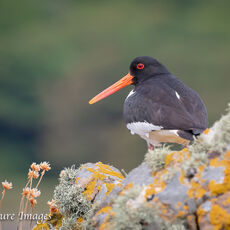 Oystercatcher on Rocks