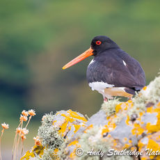 Oystercatcher Standing on Rocky Shore
