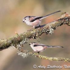 Long Tailed Tits on Tree