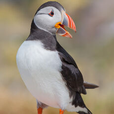 Puffin Call