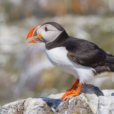 Puffin Calling on Rocks