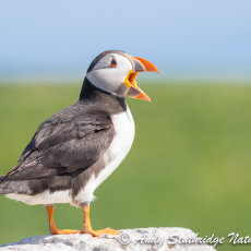 Puffin Calling on Rocks