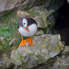 Puffin Contemplation