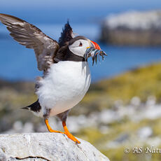 Puffin Flapping its Wings