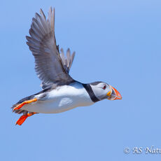 Puffin in Flight