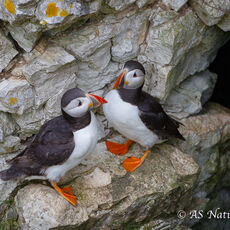 Puffins Pair on Cliff