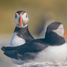 Puffin Pair
