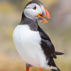 Puffin Pose