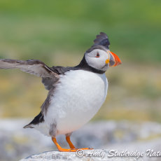 Puffin Wng Stretching