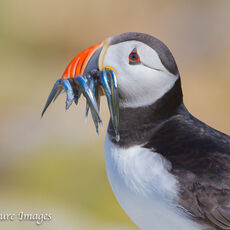 Puffin with Sandeels - 2