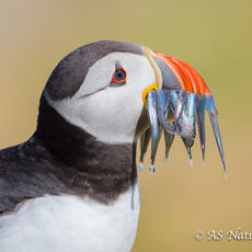 Puffin Carrying Sandeels
