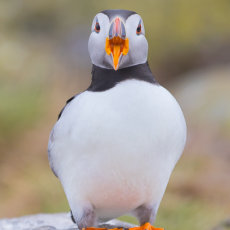 Puffin Yawn !