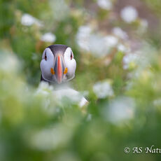 Puffin in Sea Campion