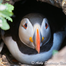 Puffin at Mouth of its Burrow