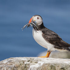 Puffin on Clifftop with Sandals