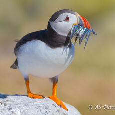 Puffin Standing on Rock with Sandeels
