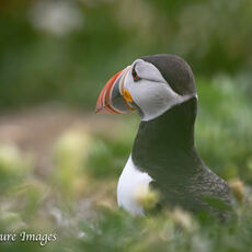 Puffin on Watch
