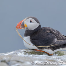 Puffin with Nesting Material