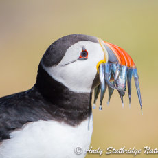 Puffin with Sandeels
