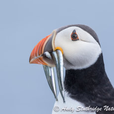 Puffin with Sand eels