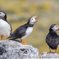Puffins Three