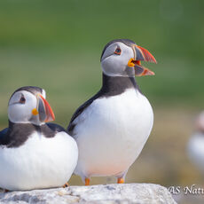 Puffins Pair