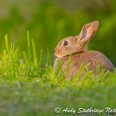 Rabbit in Evening Light