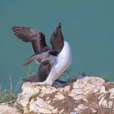 Razorbill Stretching