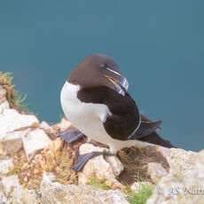 Razorbill on Cliff