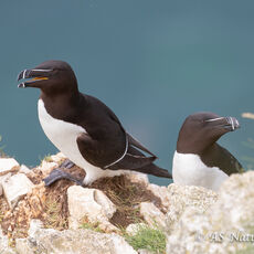 Razorbills on Cliff