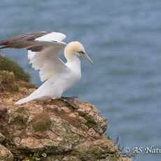 Gannet Ready for Take-Off
