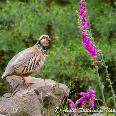 Red-Legged Partridge and Foxgloves