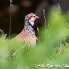 Red-Legged Partridge in Field