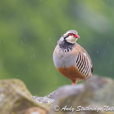Red-Legged Partridge in the Rain