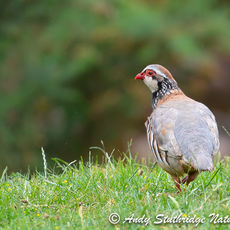 Red - Legged Partridge Walking in Field