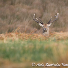 Stag Head Shot